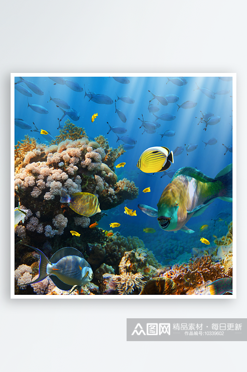 海底世界自然风景高清图摄影素材