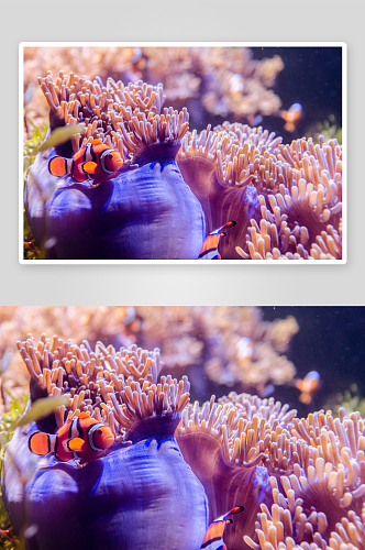 海底世界自然风景高清图摄影图