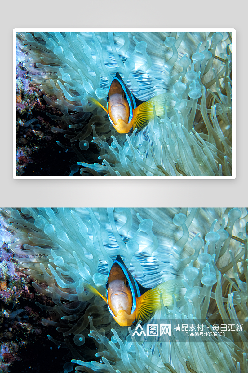 海底世界自然风景高清图摄影图素材