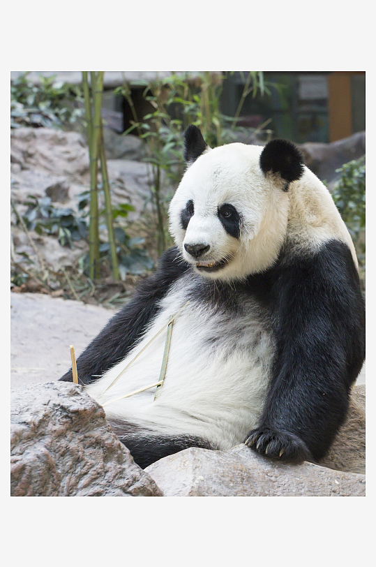 国宝大熊猫高清图摄影