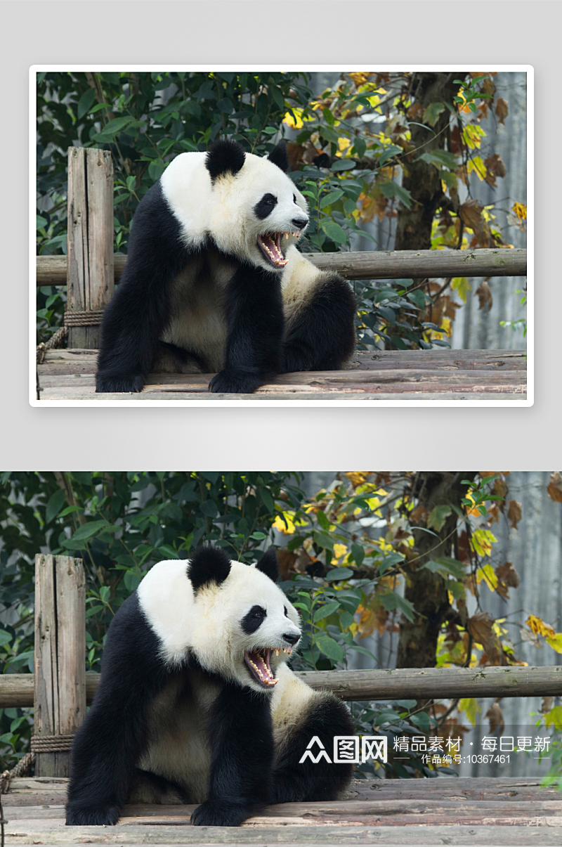 国宝大熊猫高清图素材