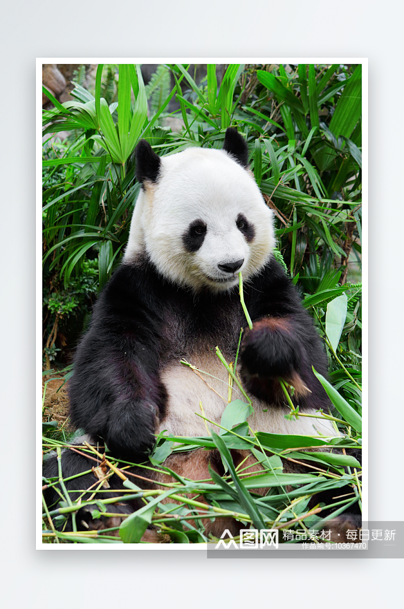 国宝大熊猫高清图素材