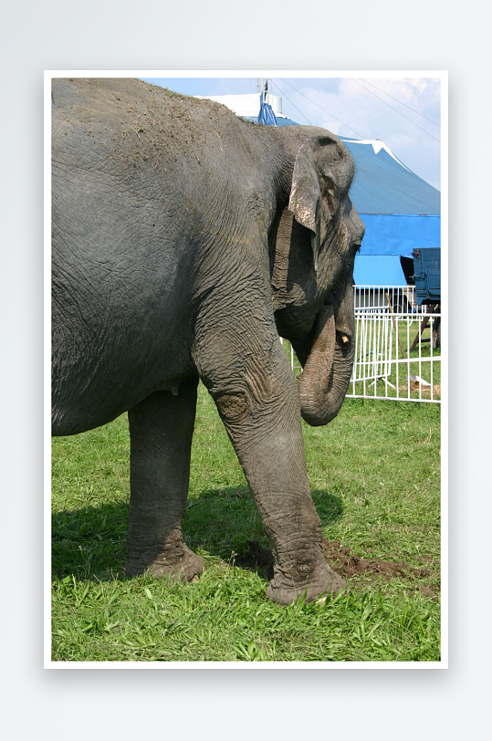 动物大象高清图摄影图