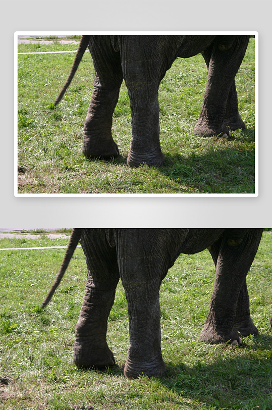 动物大象高清图摄影