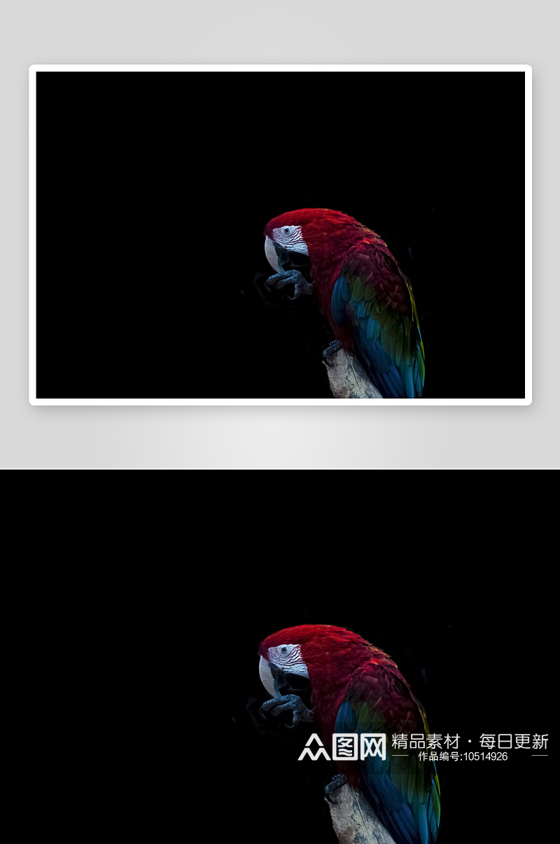 鹦鹉野生动物高清图摄影图素材