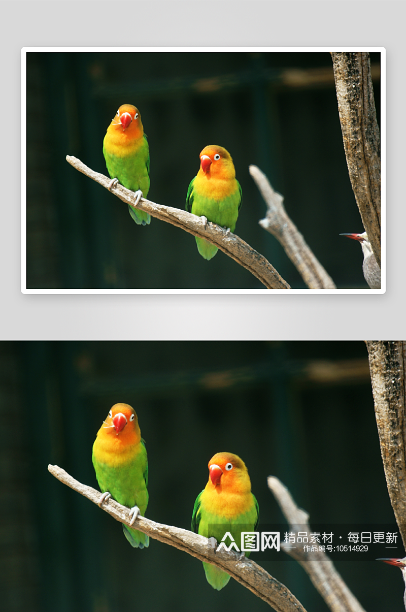 鹦鹉野生动物高清图摄影图素材