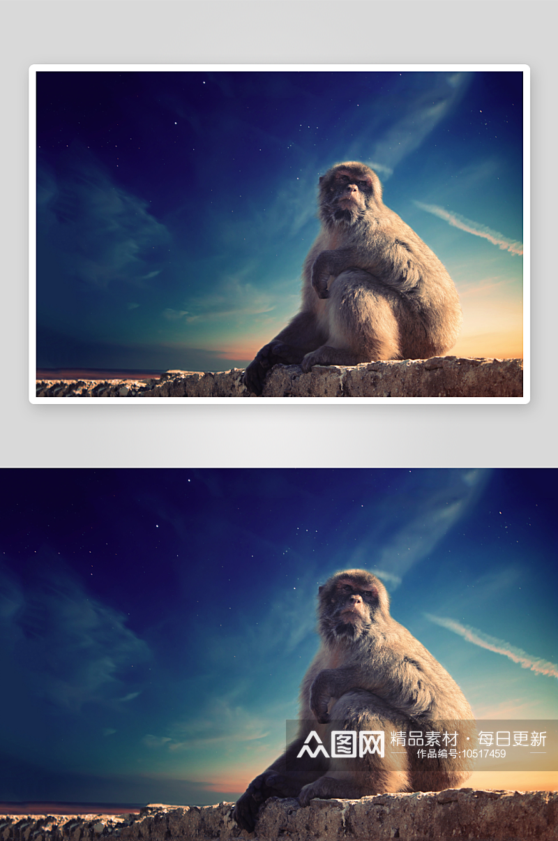 猴子野生动物高清图摄影图素材