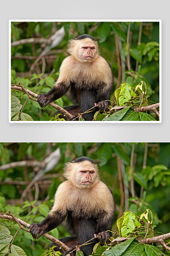 猴子野生动物高清图摄影图