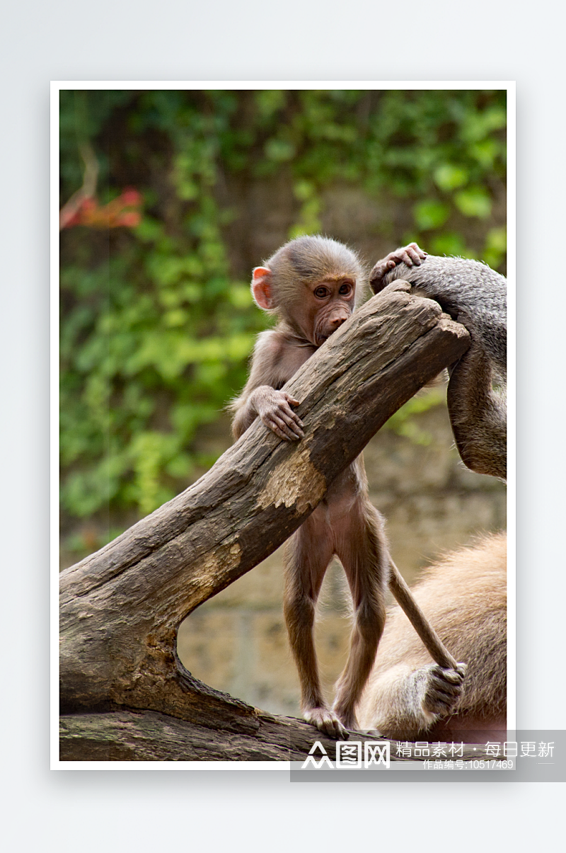 猴子野生动物高清图摄影图素材