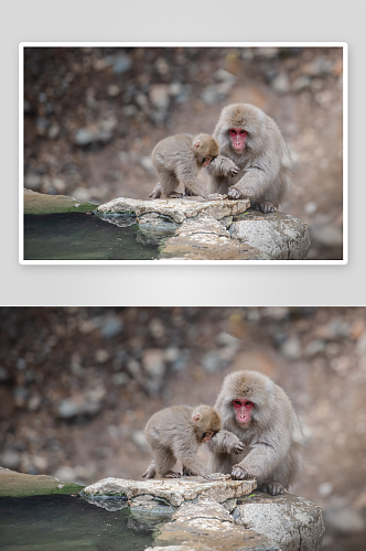 猴子野生动物高清图摄影图