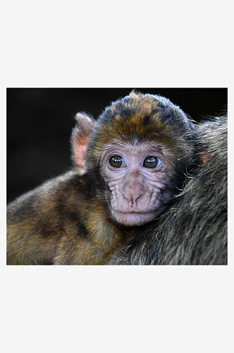 猴子野生动物高清图摄影