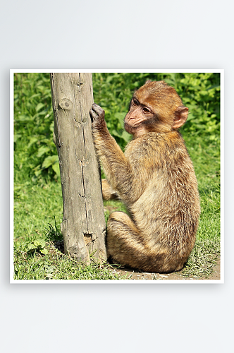 猴子野生动物高清图摄影