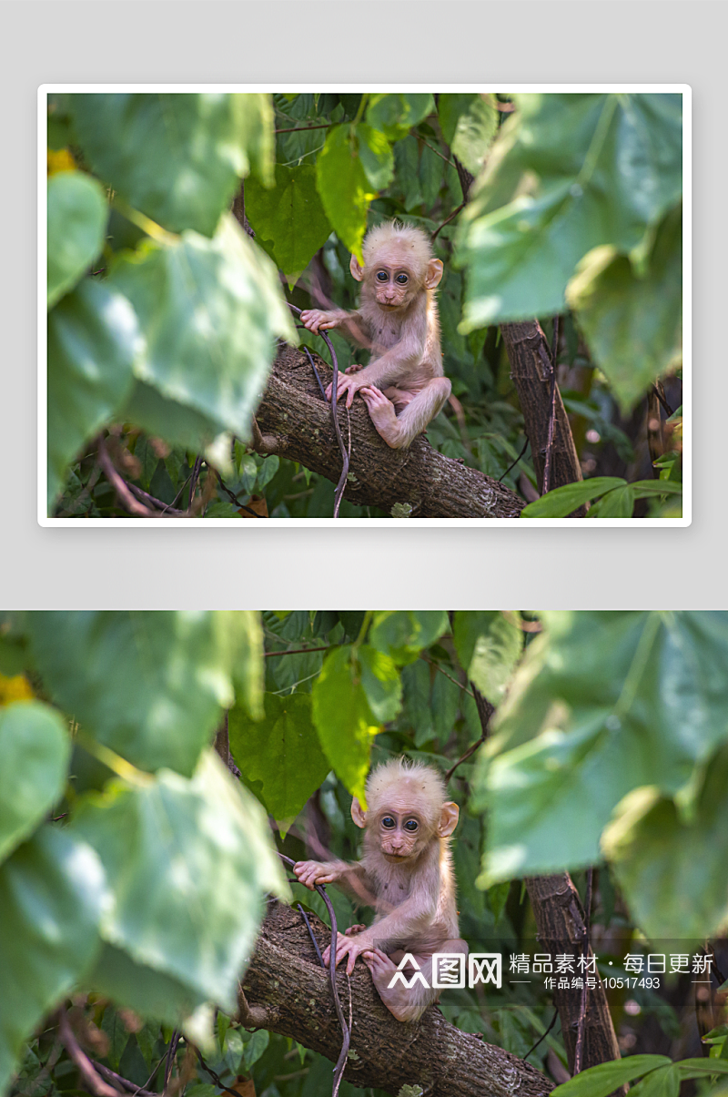 猴子野生动物高清图摄影素材