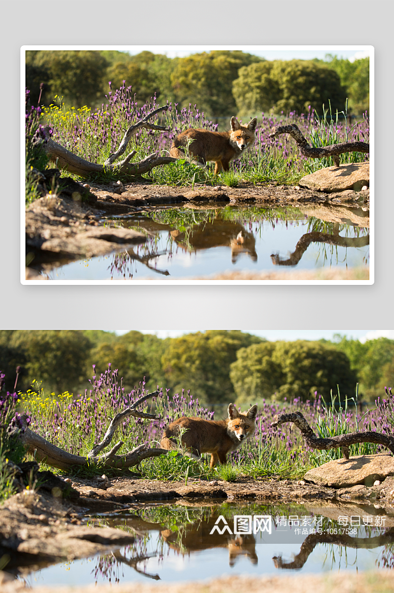 狐猴野生动物高清图摄影图素材