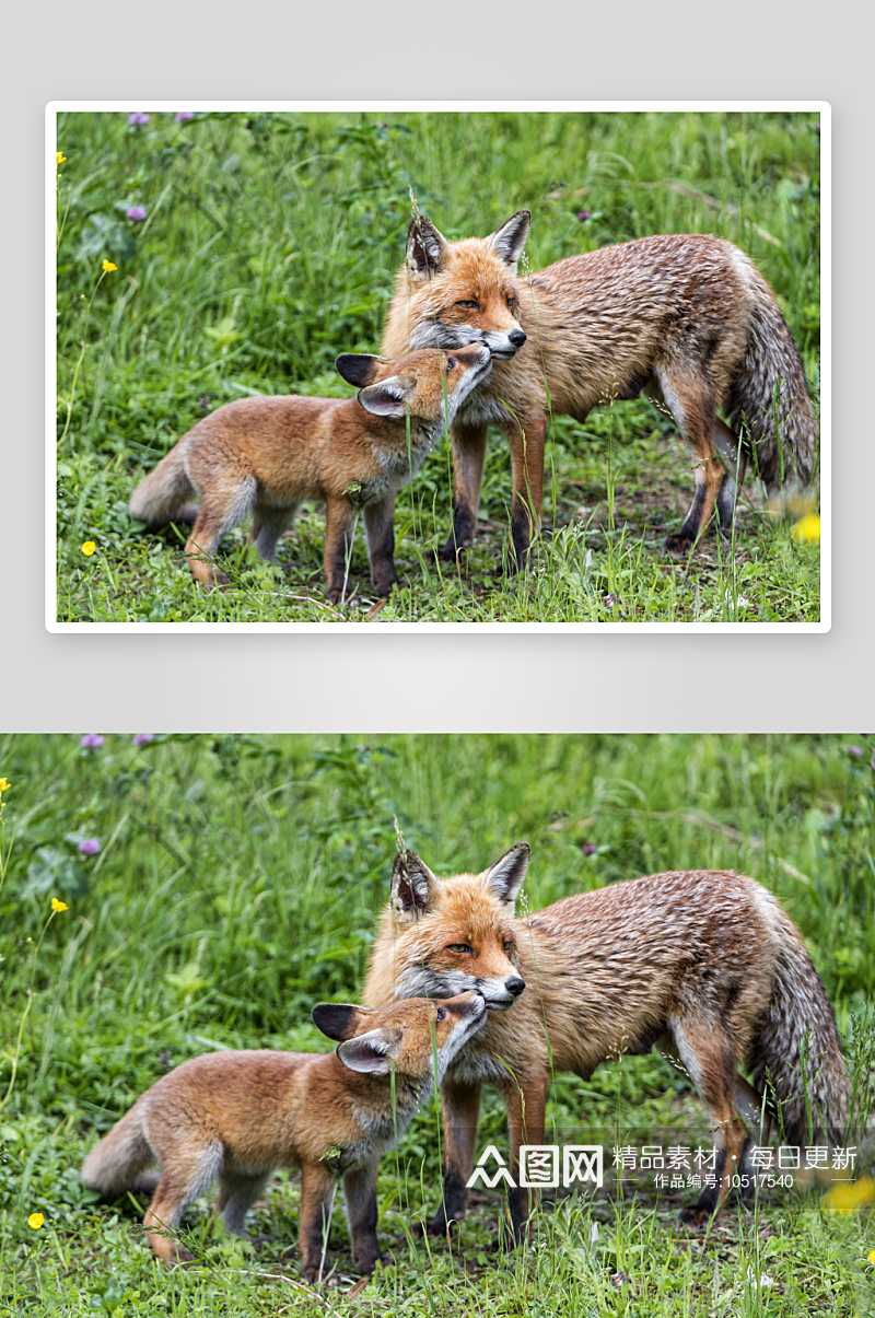 狐猴野生动物高清图摄影图素材
