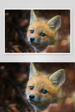 狐猴野生动物高清图摄影图