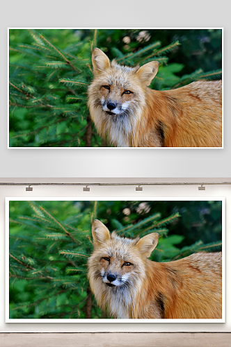 狐狸野生动物高清图摄影图