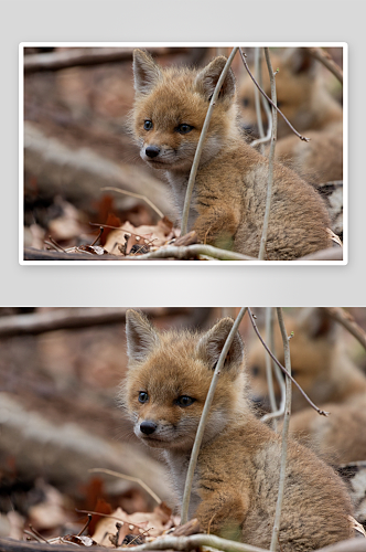 狐狸野生动物高清图摄影图