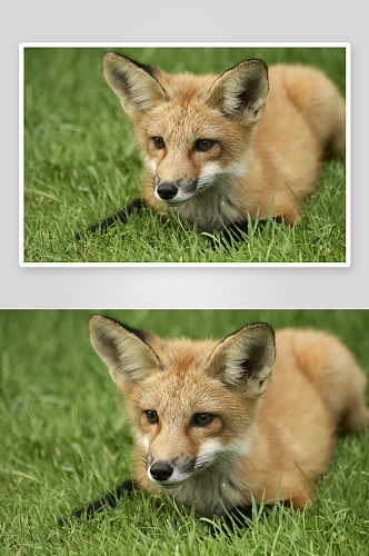 狐狸野生动物高清图摄影