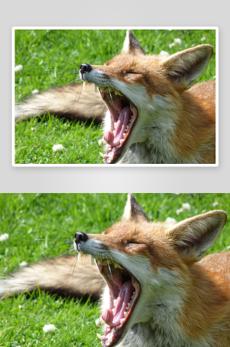 狐狸野生动物高清图摄影