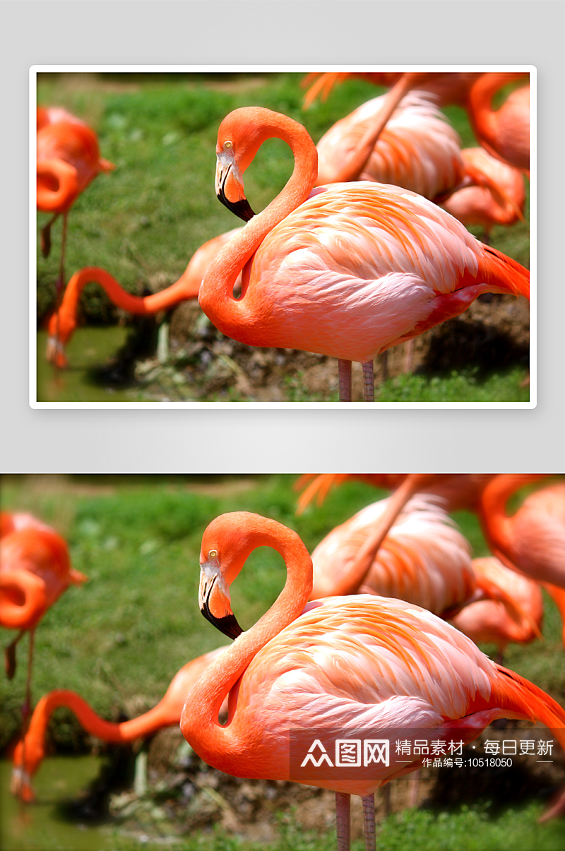 火烈鸟野生动物高清图摄影图素材
