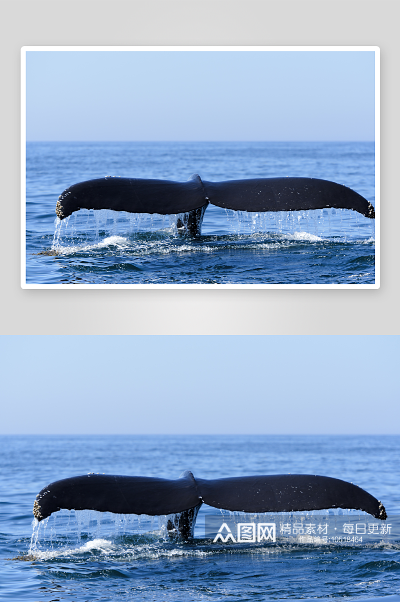 鲸鱼野生动物高清图摄影图素材