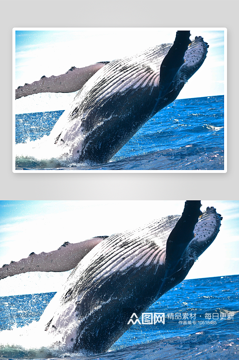 鲸鱼野生动物高清图摄影图素材