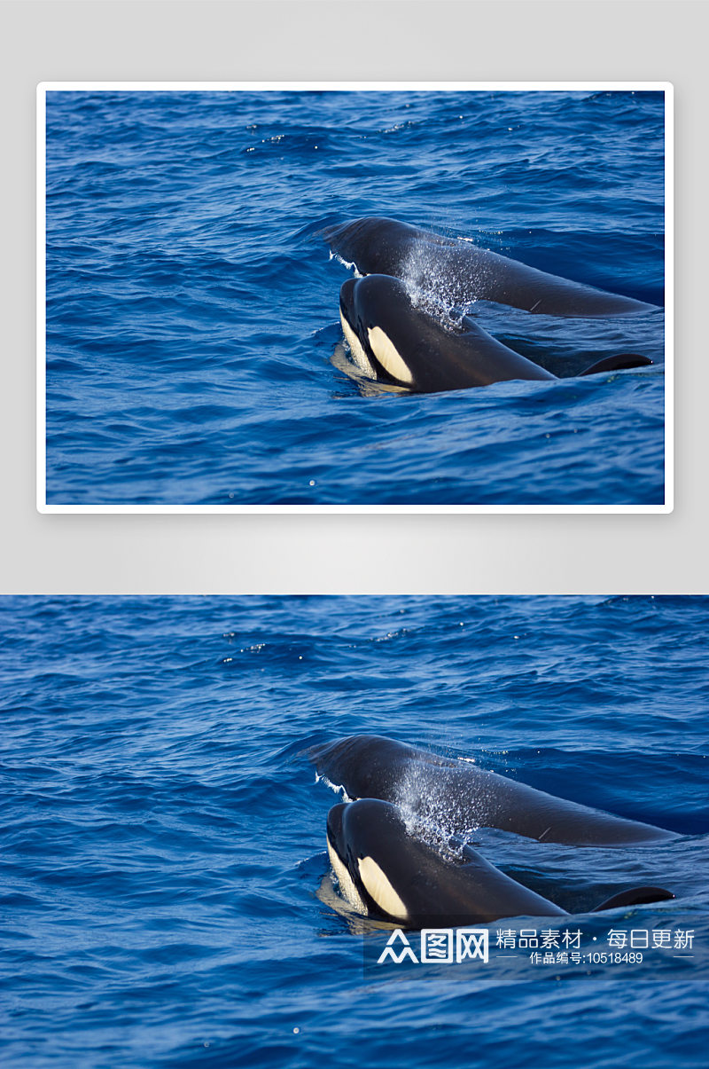 鲸鱼野生动物高清图摄影素材