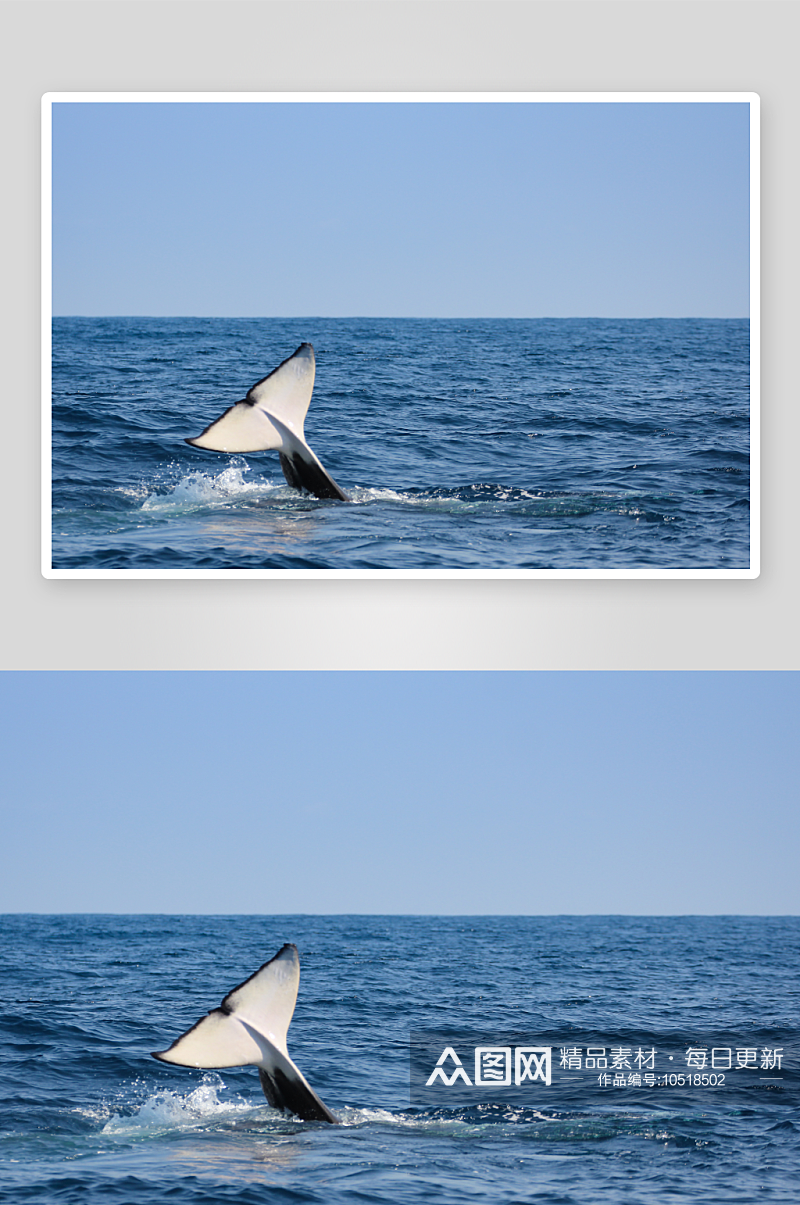 鲸鱼野生动物高清图摄影素材