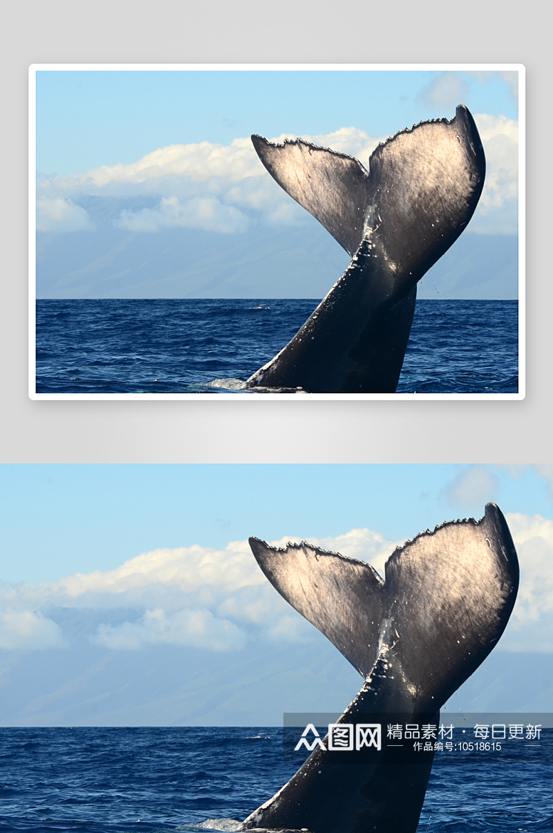 鲸鱼野生动物高清图素材