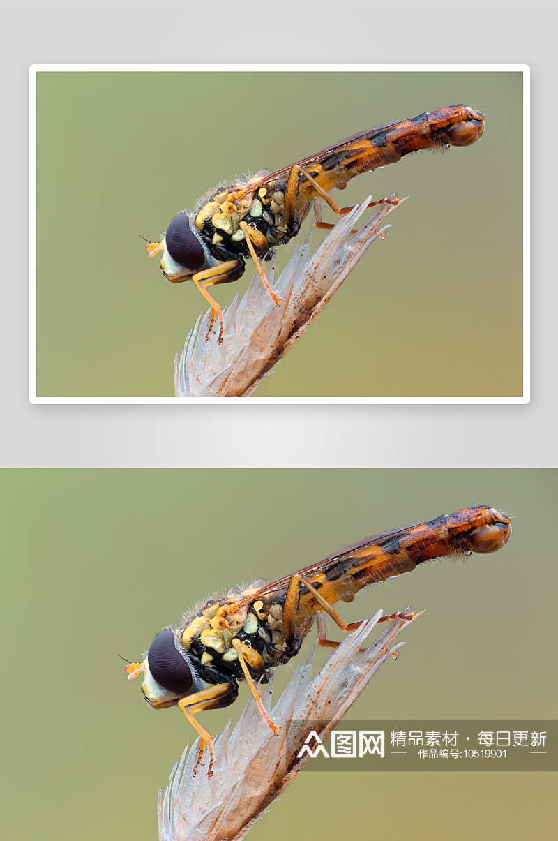户外昆虫动物高清图摄影摄影素材