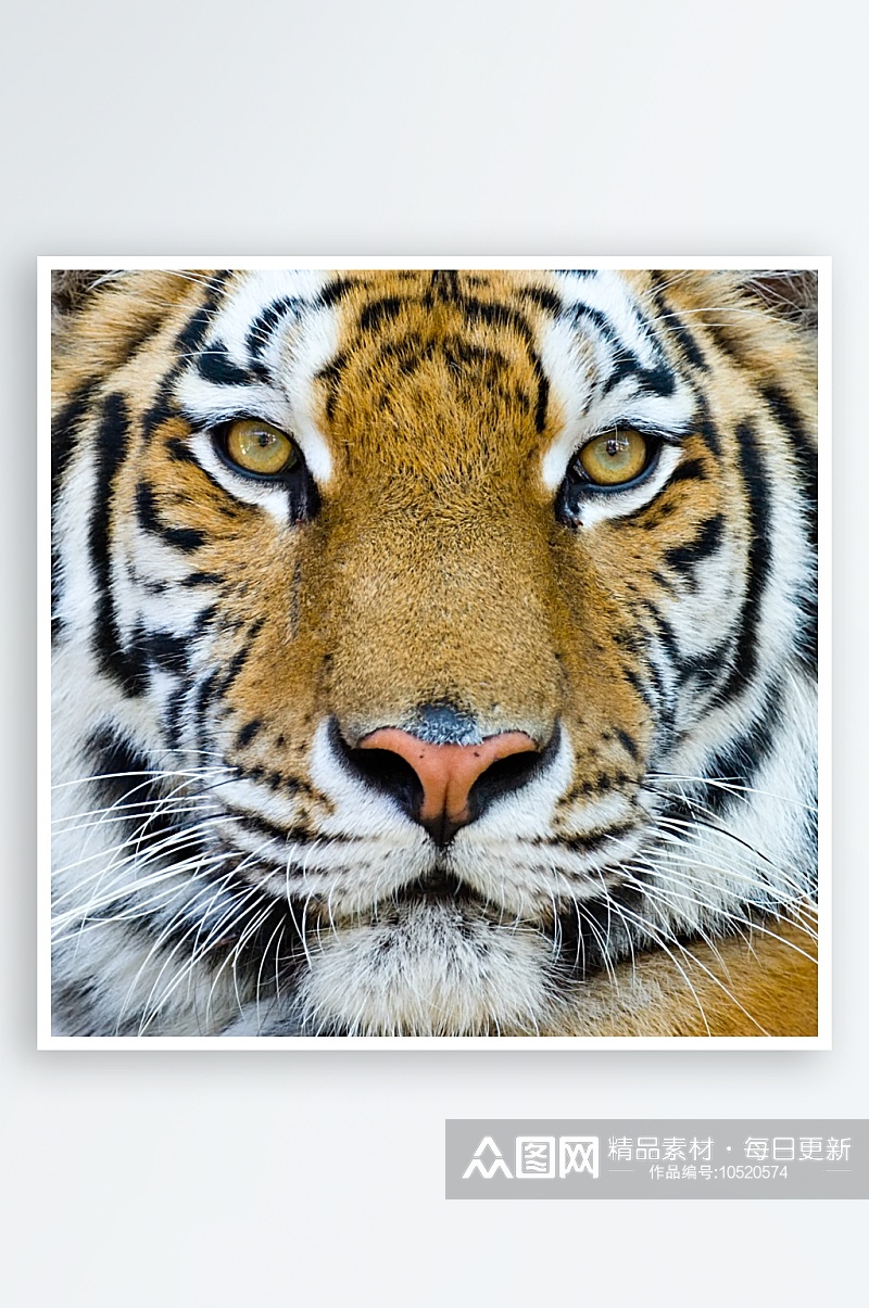 户外老虎动物高清图摄影图素材
