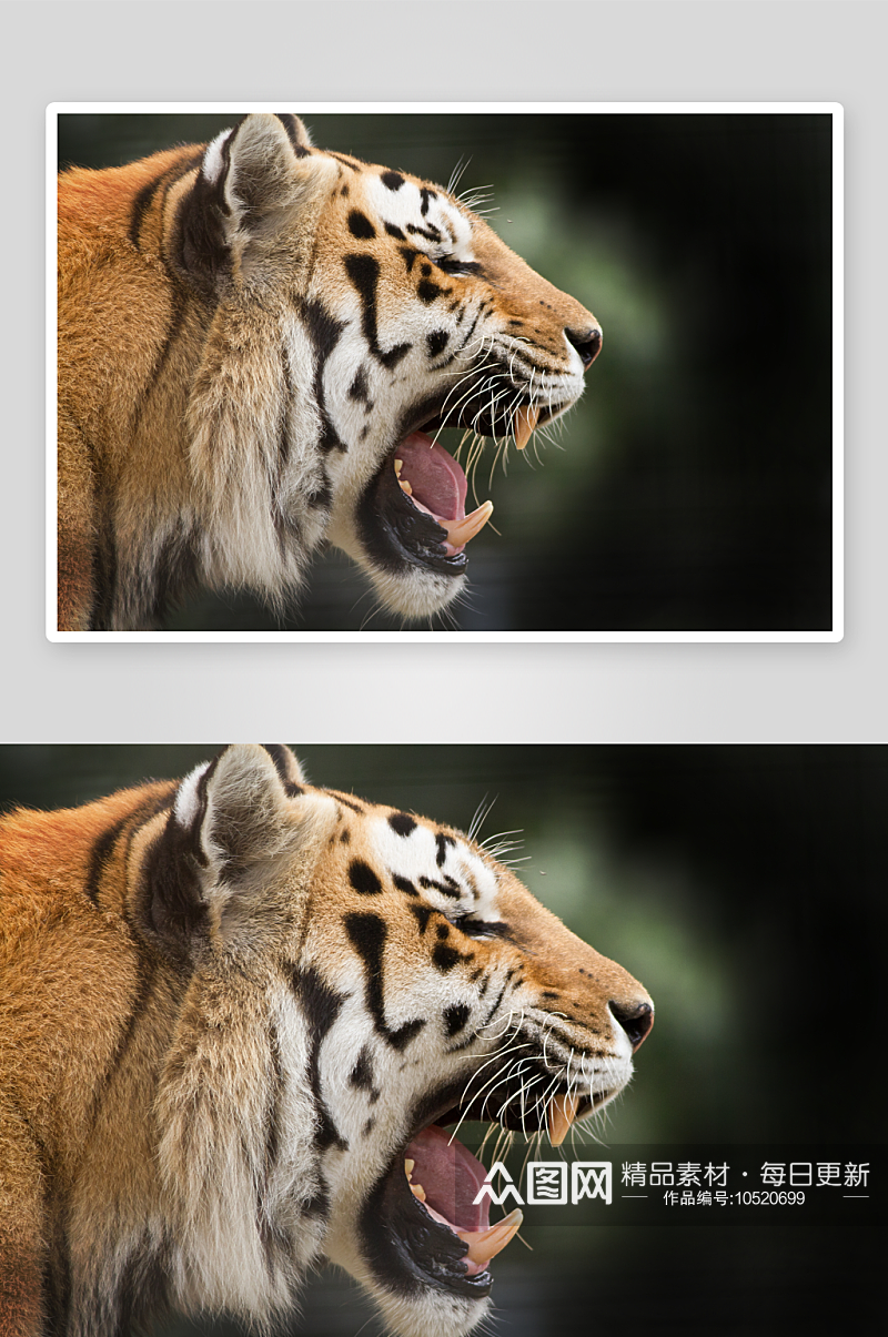 户外老虎动物高清图摄影摄影图素材