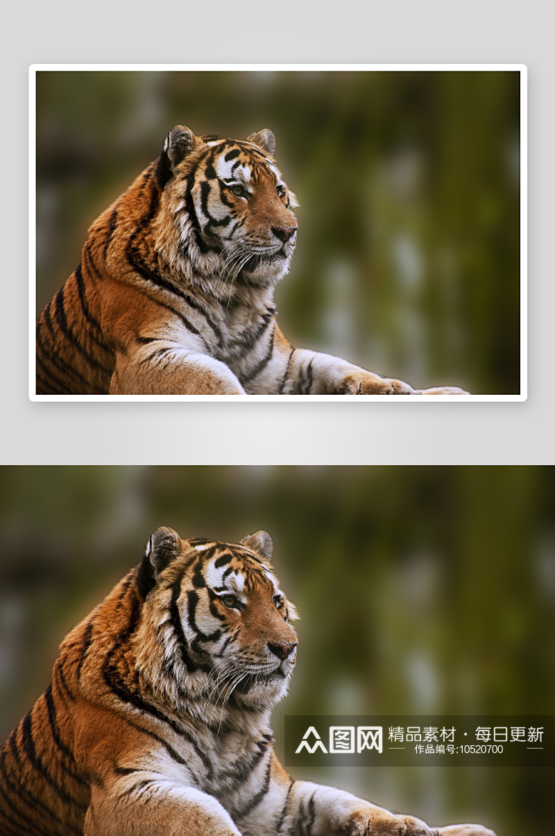 户外老虎动物高清图摄影摄影图素材