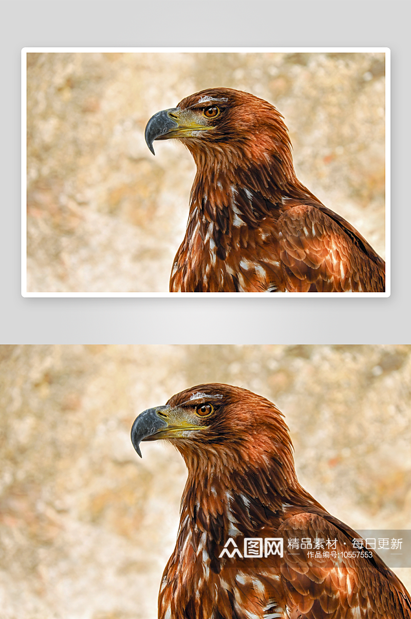老鹰野生动物高清图摄影图素材