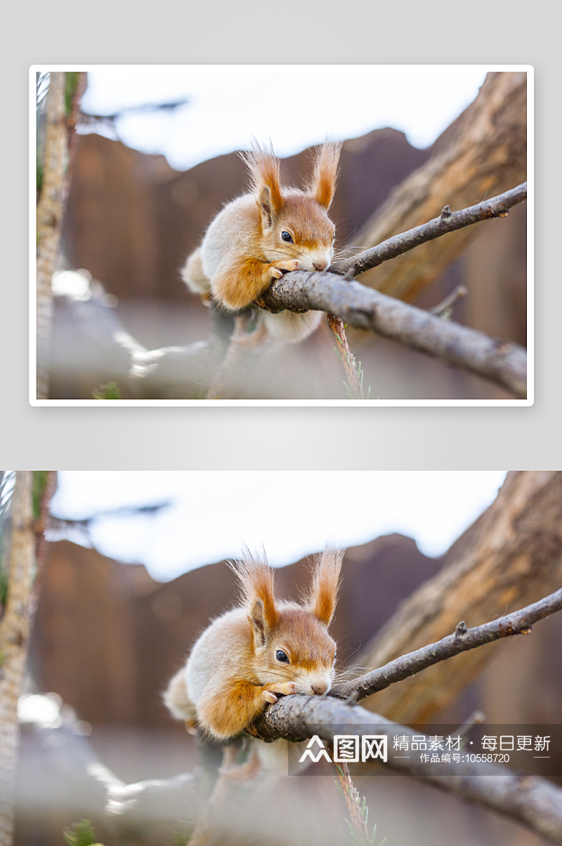 松鼠野生动物高清图摄影素材