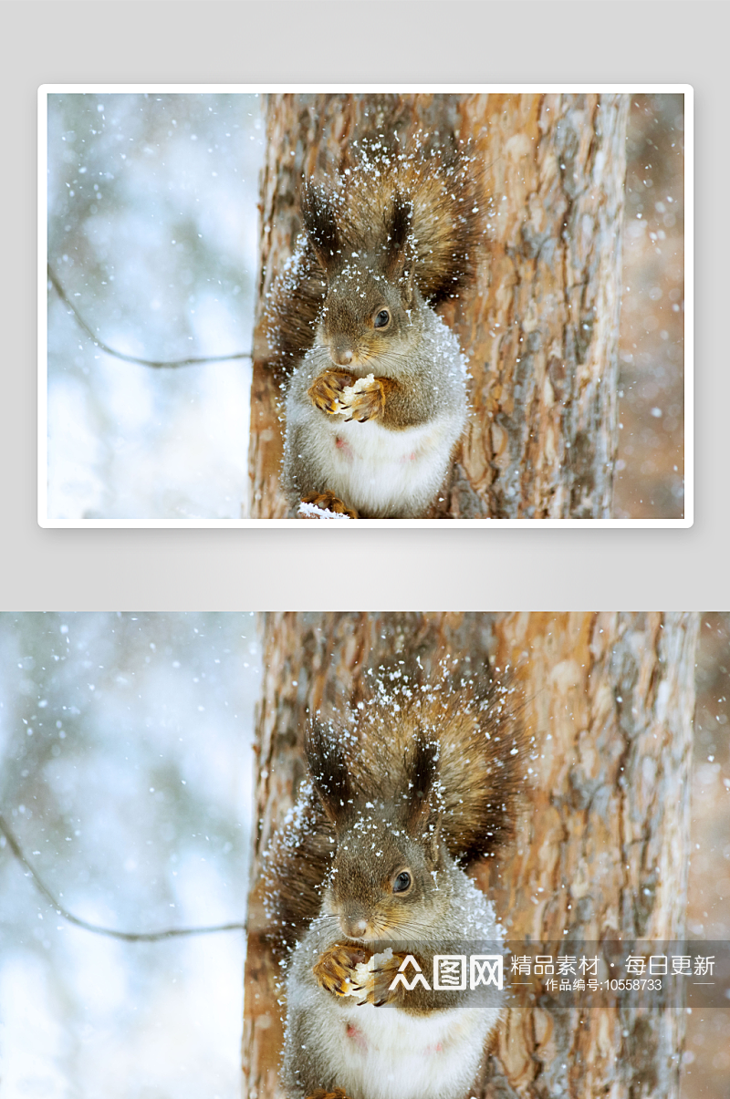 松鼠野生动物高清图摄影素材