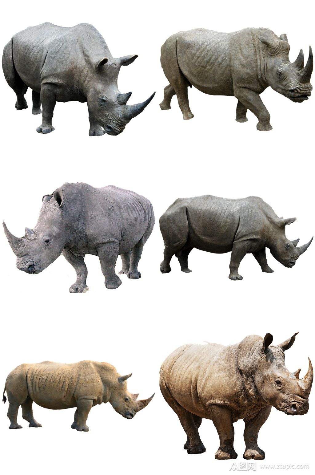 彩色精美动物犀牛创意设计元素