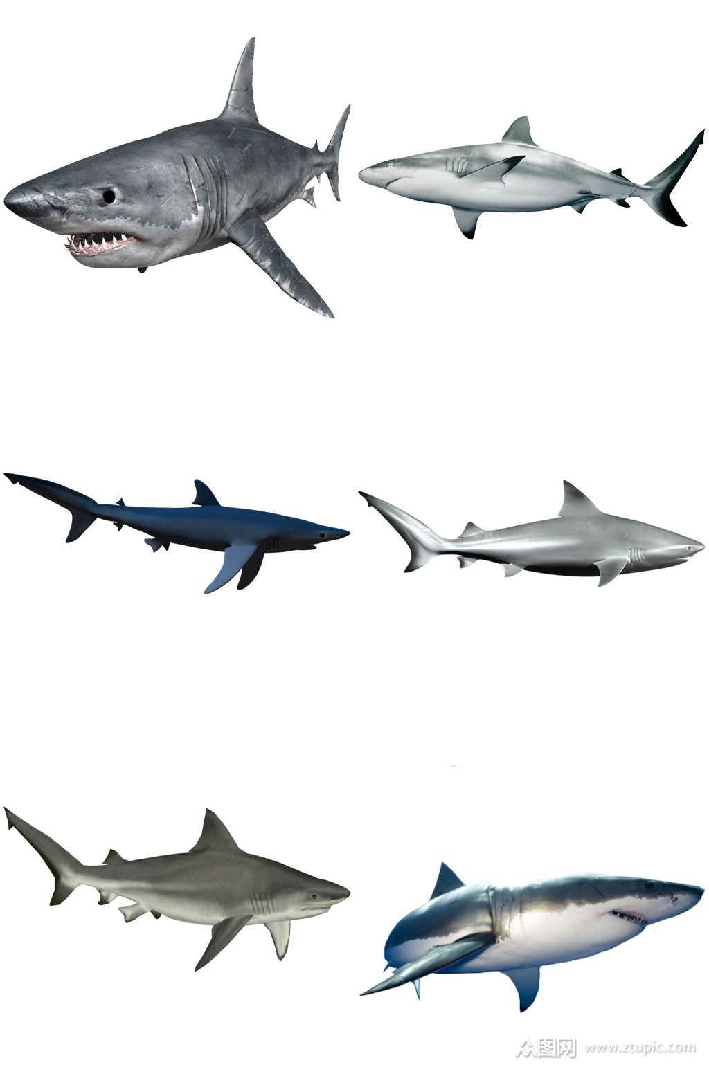 彩色精美动物鲨鱼创意设计元素素材