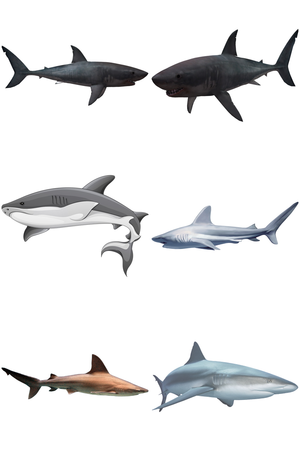 彩色精美动物鲨鱼创意设计元素素材