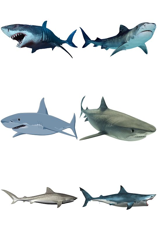 彩色精美动物鲨鱼创意设计元素素材