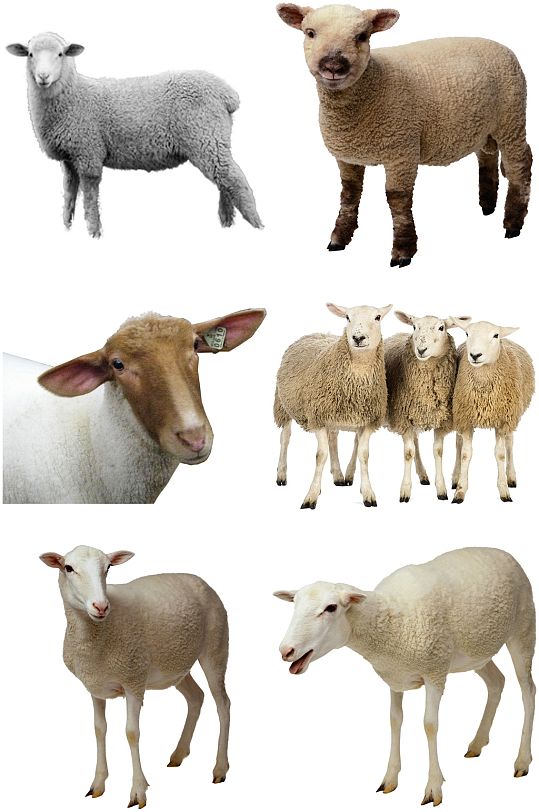 彩色精美动物羊创意设计元素素材