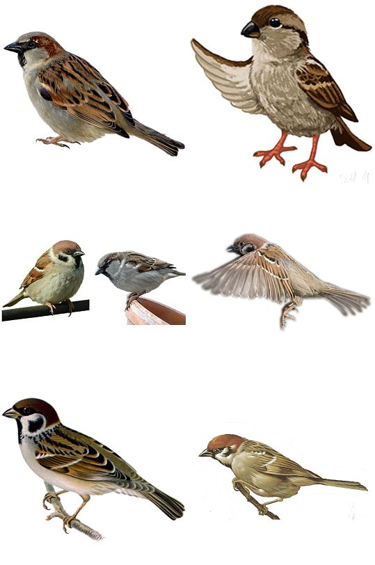 彩色麻雀图片 彩色麻雀素材下载 众图网