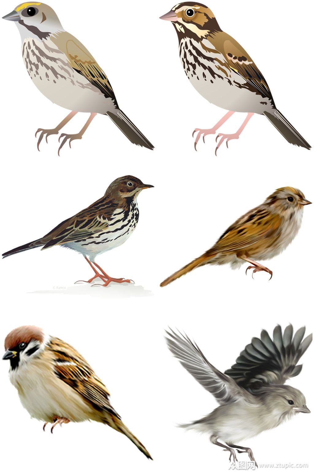 彩色精美动物麻雀创意设计元素素材素材