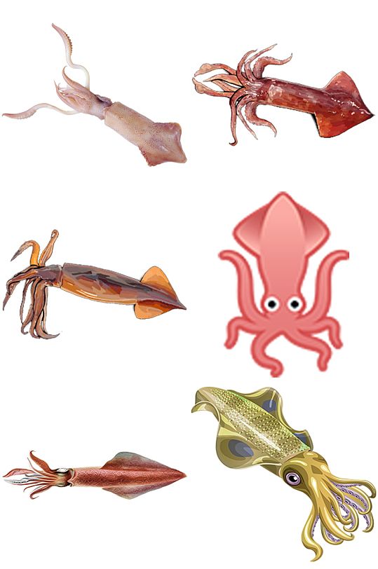 彩色精美动物鱿鱼创意设计元素素材