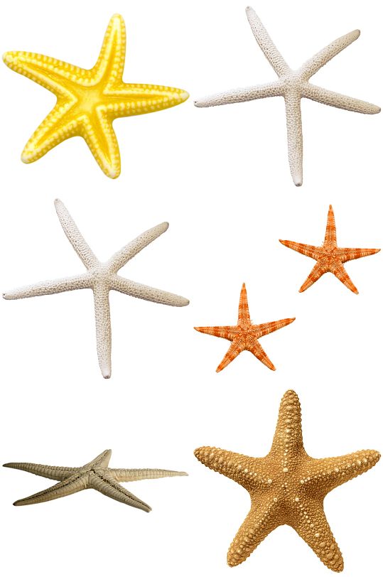 创意扁平风彩色海星海洋生物设计元素彩色贝壳海螺海星立即下载彩色