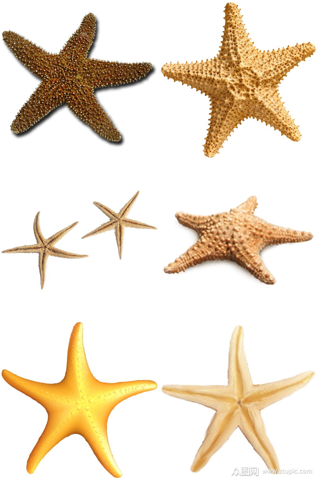 彩色精美动物海星创意设计元素素材