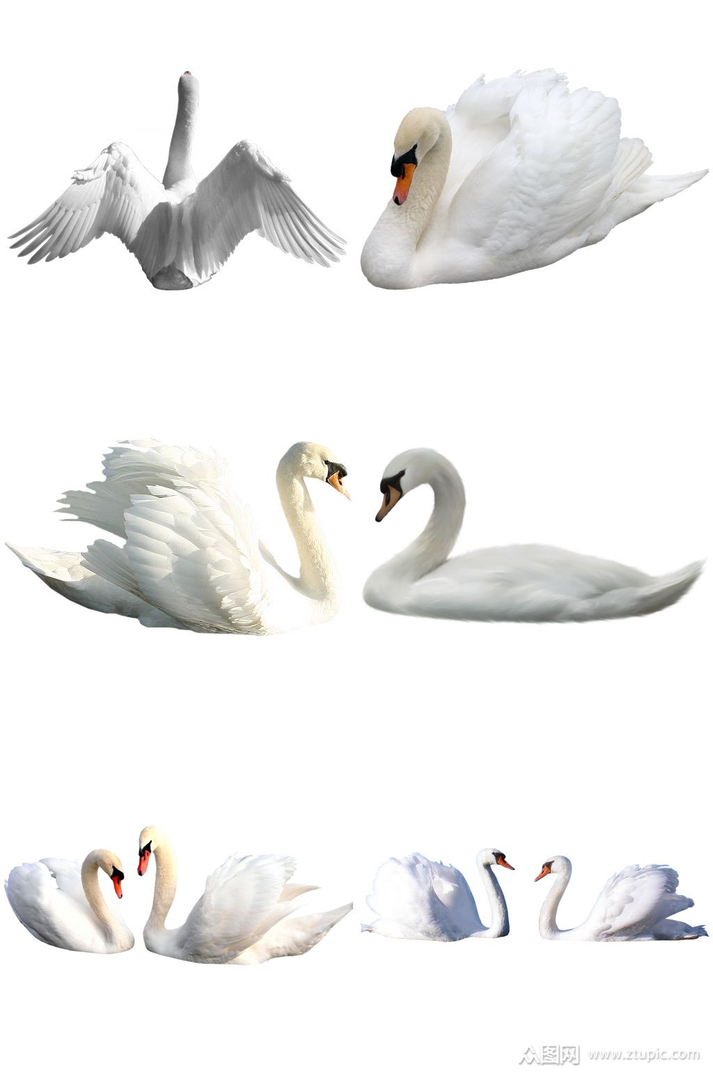 彩色精美动物天鹅创意设计元素素材