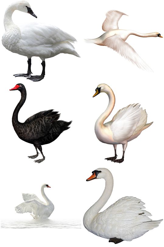 彩色精美动物天鹅创意设计元素素材-众图网