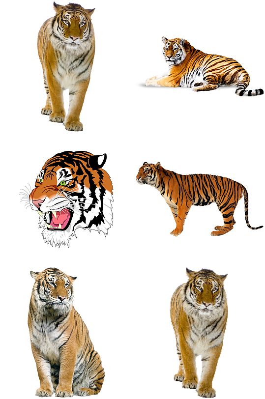 东北虎虎头创意设计元素素材